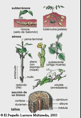 EL TALLO EL TALLO