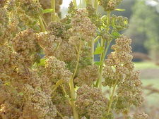 "Chenopodium quinoa" Chenopodium quinoa