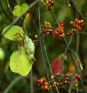 "Celastrus orbiculatus" Celastrus orbiculatus