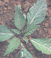 mandragora.jpg (22763 bytes)