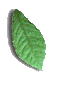 logoh
