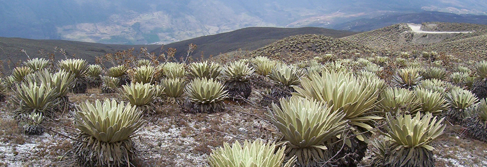 Frailejones